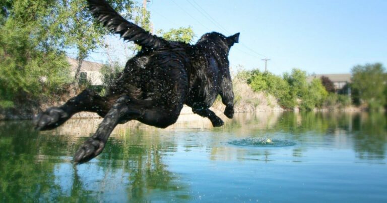 A black Lab jumping into water while playing fetch.