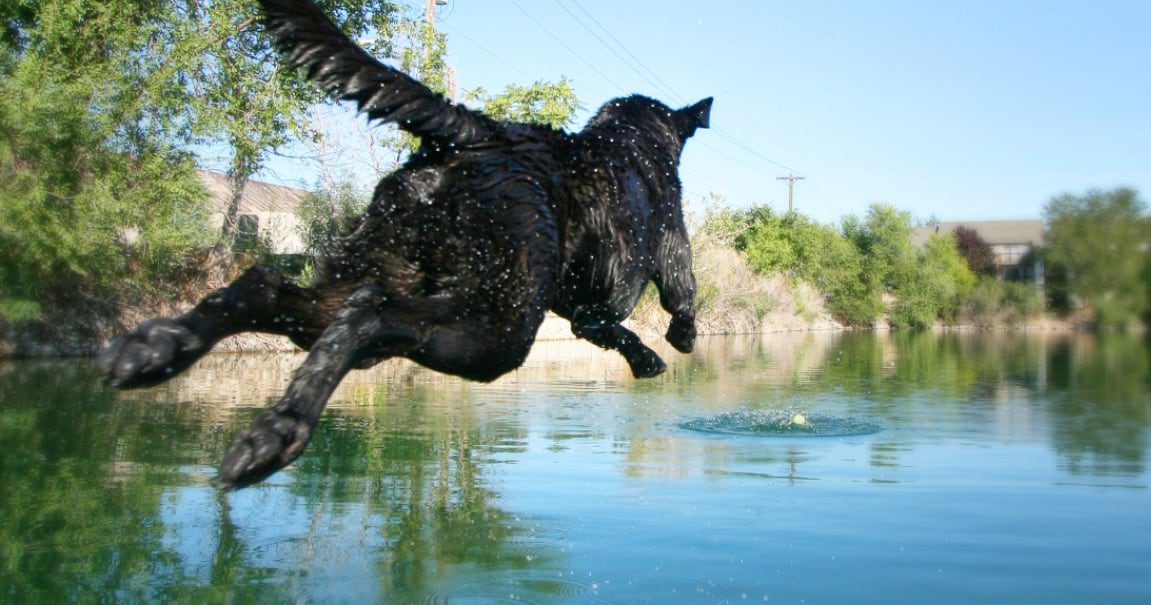 A black Lab jumping into water while playing fetch.