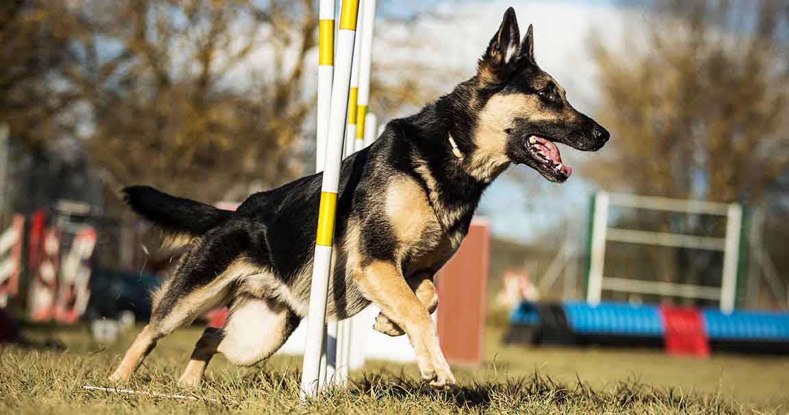 A German shepherd weaving through poles in a dog agility competition.