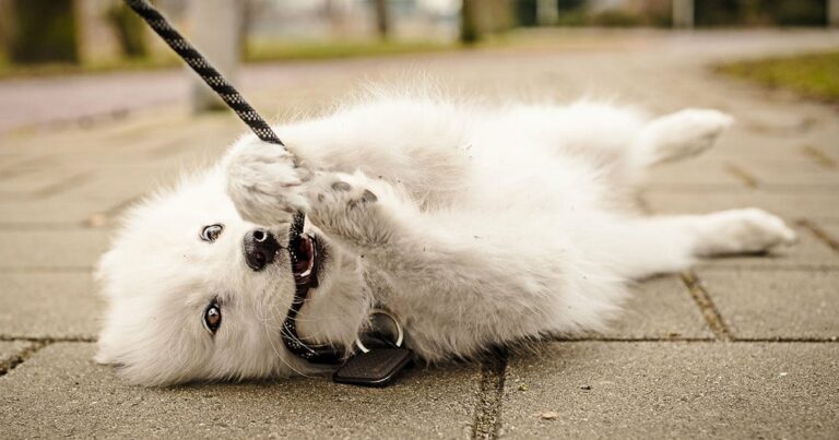 A playful Samoyed puppy lies on the ground with a leash in its mouth.