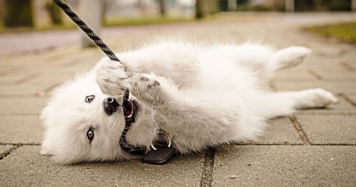A playful Samoyed puppy lies on the ground with a leash in its mouth.