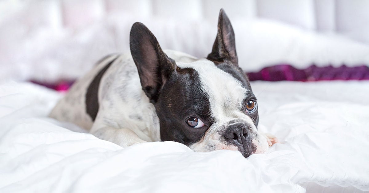A Boston terrier lying on a bed looking sad.