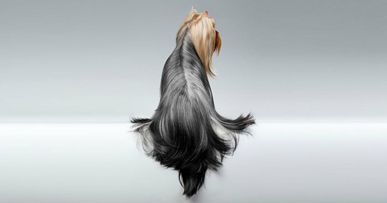 A Yorkshire Terrier dog with long groomed hair on a silver background.