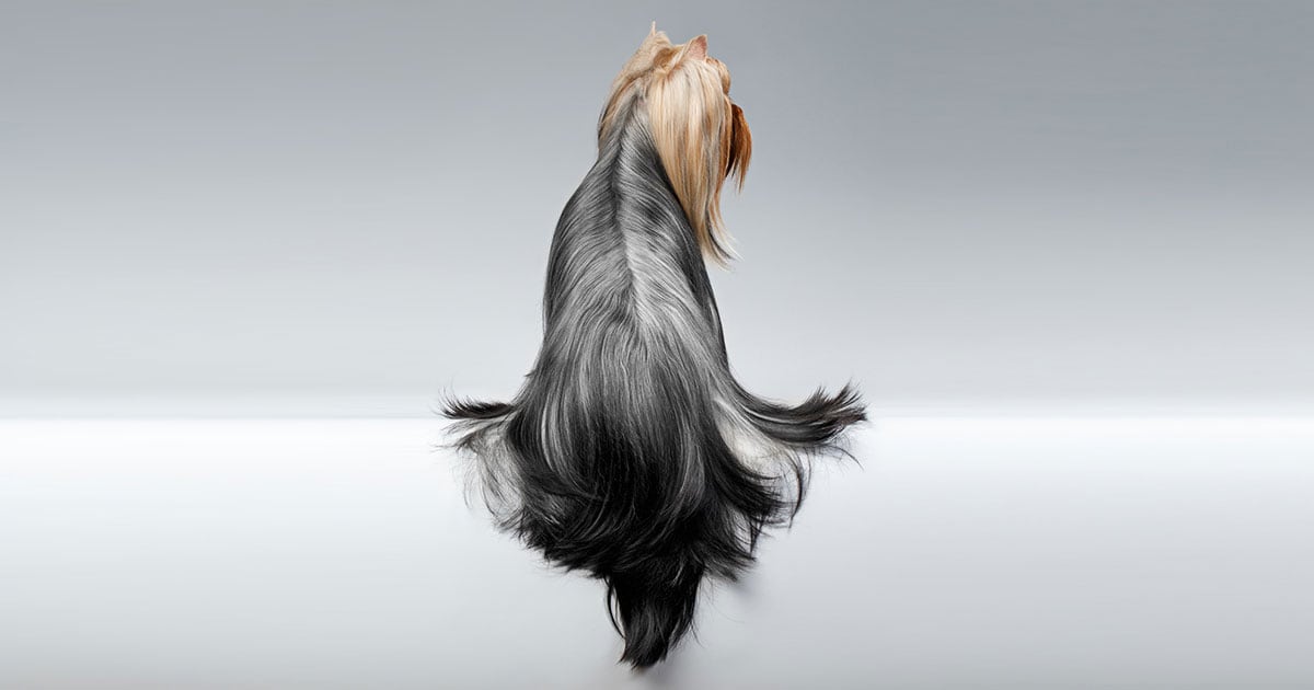 A Yorkshire Terrier dog with long groomed hair on a silver background.