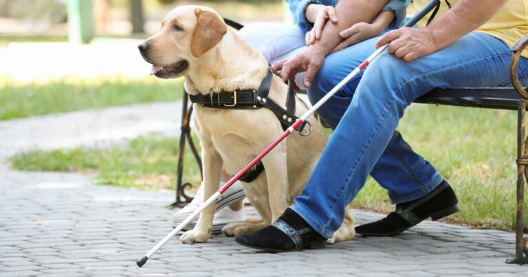 A service dog wearing a harness and sitting in front of someone who is visually impaired.