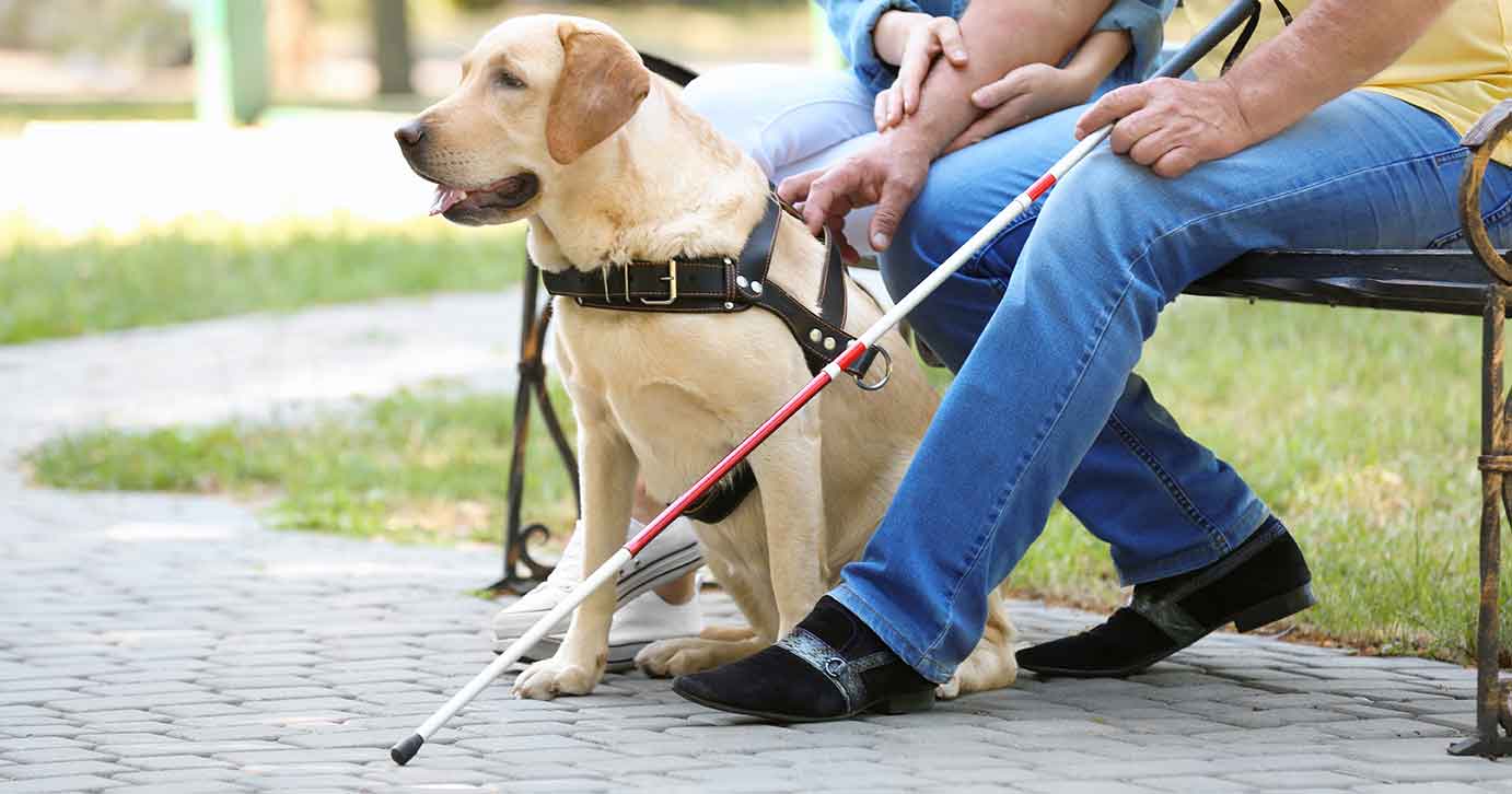 A service dog wearing a harness and sitting in front of someone who is visually impaired.