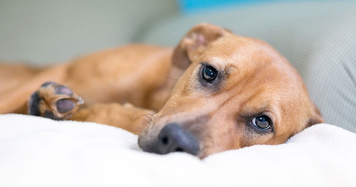 A brown mixed-breed dog lying on a bed with a sad expression on its face.