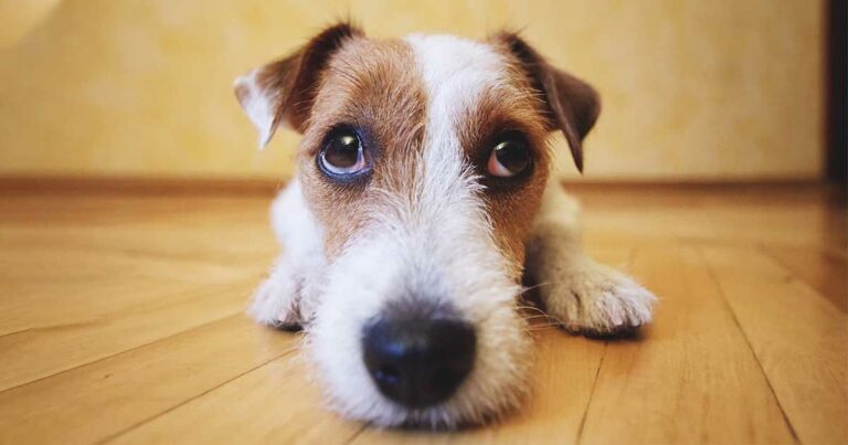 A close-up of a tan and white terrier dog lying on the floor.