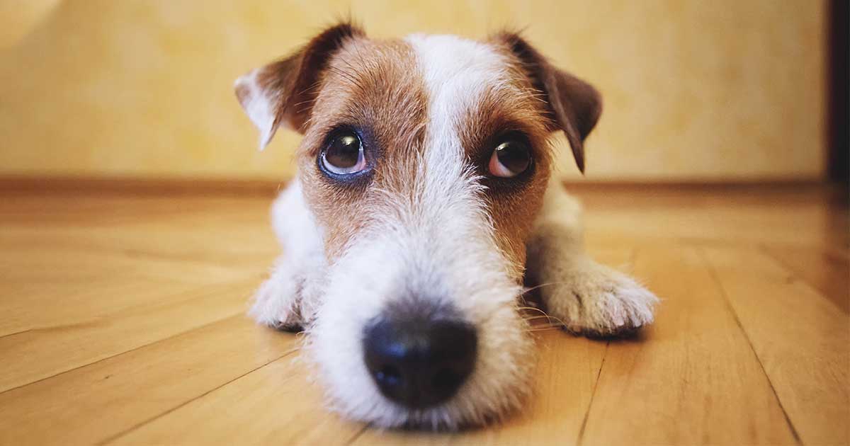 A close-up of a tan and white terrier dog lying on the floor.