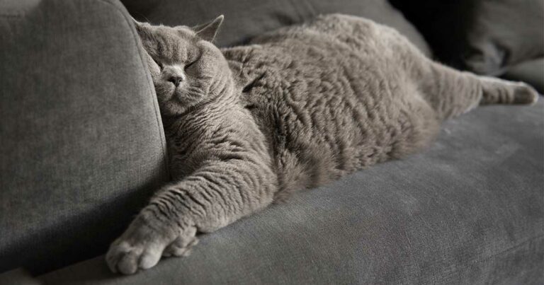 A gray cat sleeping comfortably on a couch.