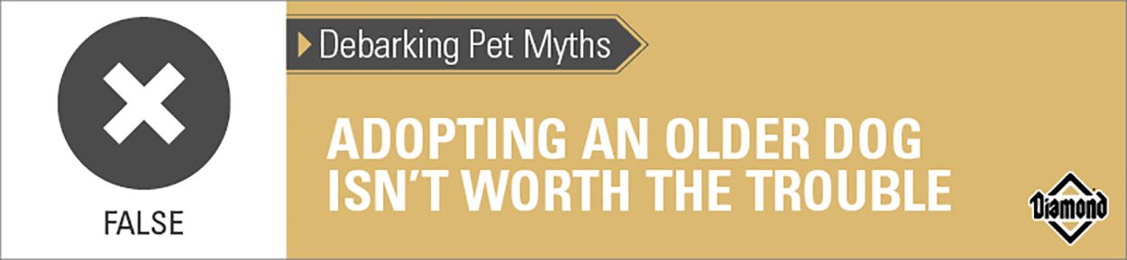 An interior graphic with text that reads, 'Debarking Pet Myths: Adopting an older dog isn’t worth the trouble — False'.