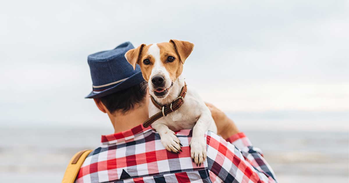 A small dog sitting happily on the shoulder of its owner while walking along the beach.