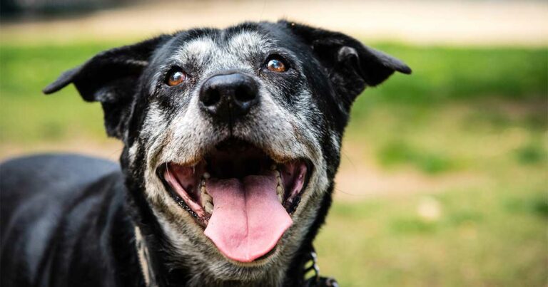 A senior dog smiling while standing outside at the park.