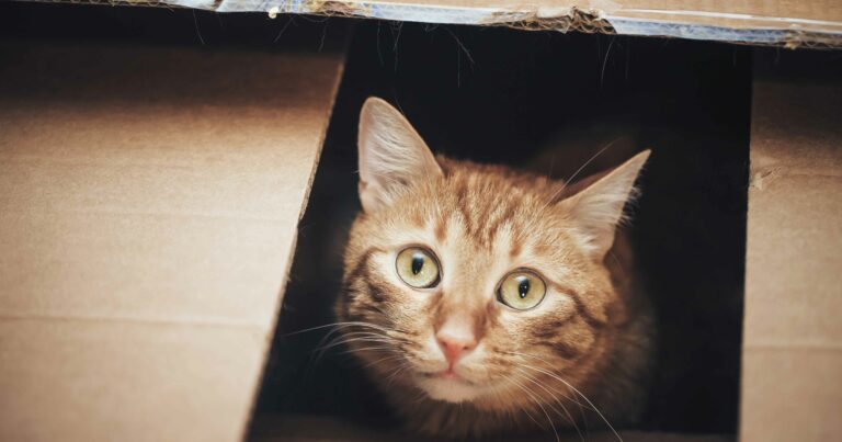 A cat staring up from inside an empty box.
