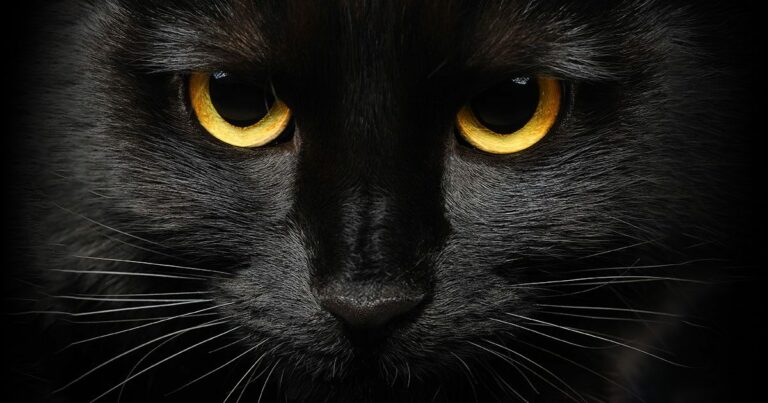A close-up of a black cat’s face.