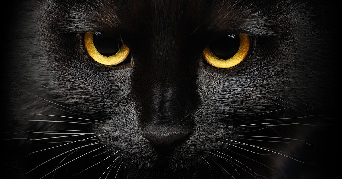 A close-up of a black cat’s face.
