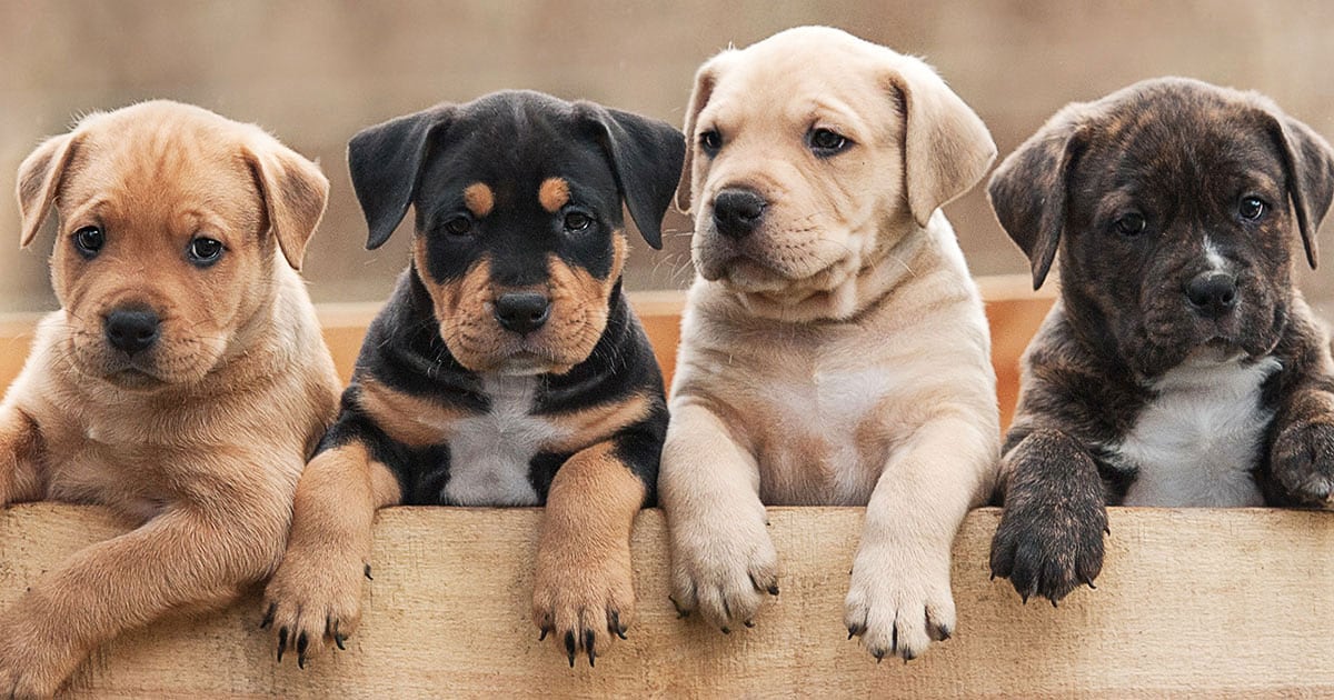 Four young puppies standing with their front paws over the edge of a fence.
