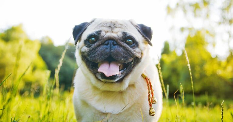 A pug smiling and standing in tall grass.