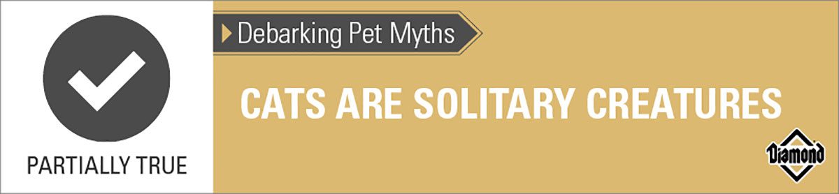 An interior graphic with text that reads, 'Debarking Pet Myths: Cats are solitary creatures — Partially True'.