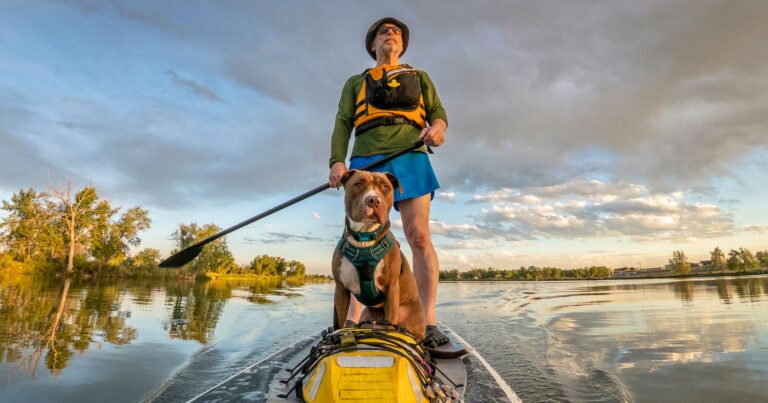 An older man standing on a paddle boat with a pit bull dog.