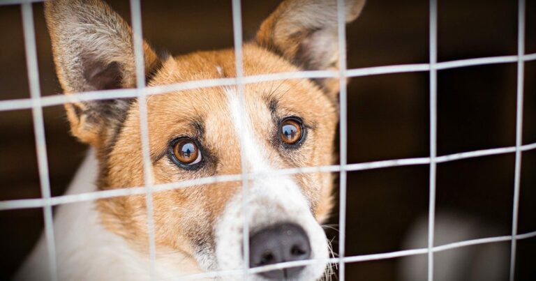 A rescue dog sitting in a kennel looking through a gate.