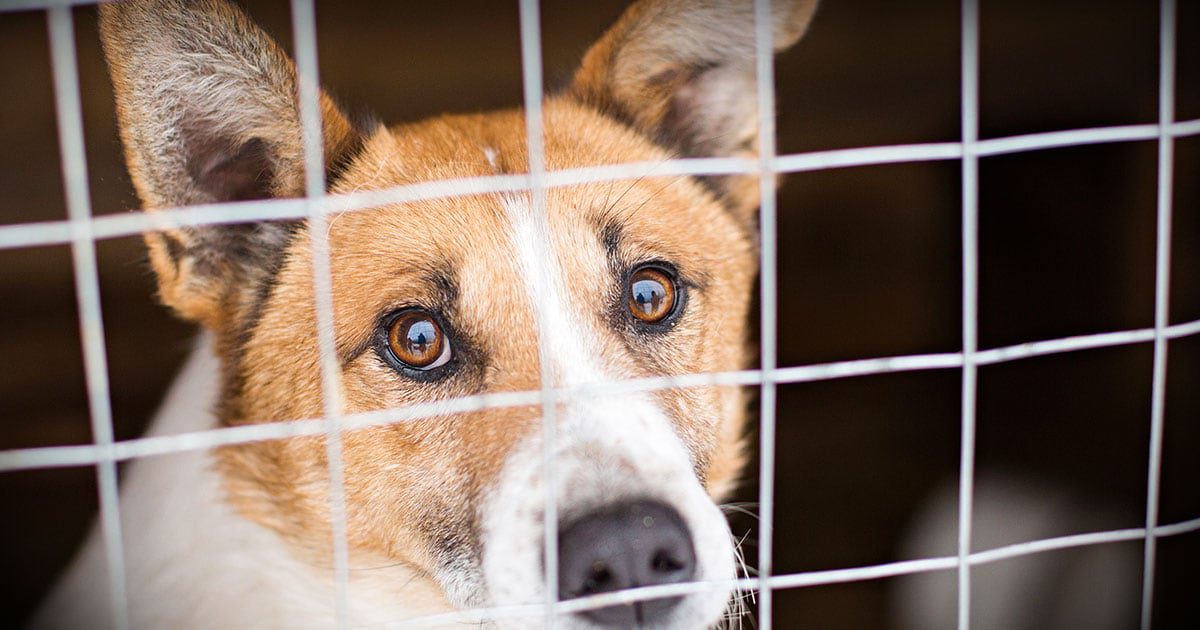 A rescue dog sitting in a kennel looking through a gate.