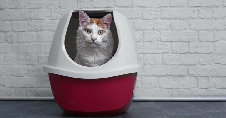 A tabby cat standing inside a red and gray enclosed litter box.