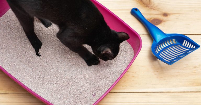 A black cat standing in a litter box with a blue scoop lying next to the litter box.