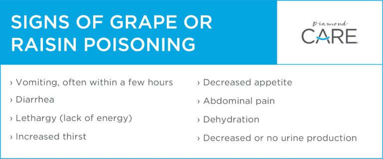 View of Understanding Grape & Raisin Toxicity in Dogs