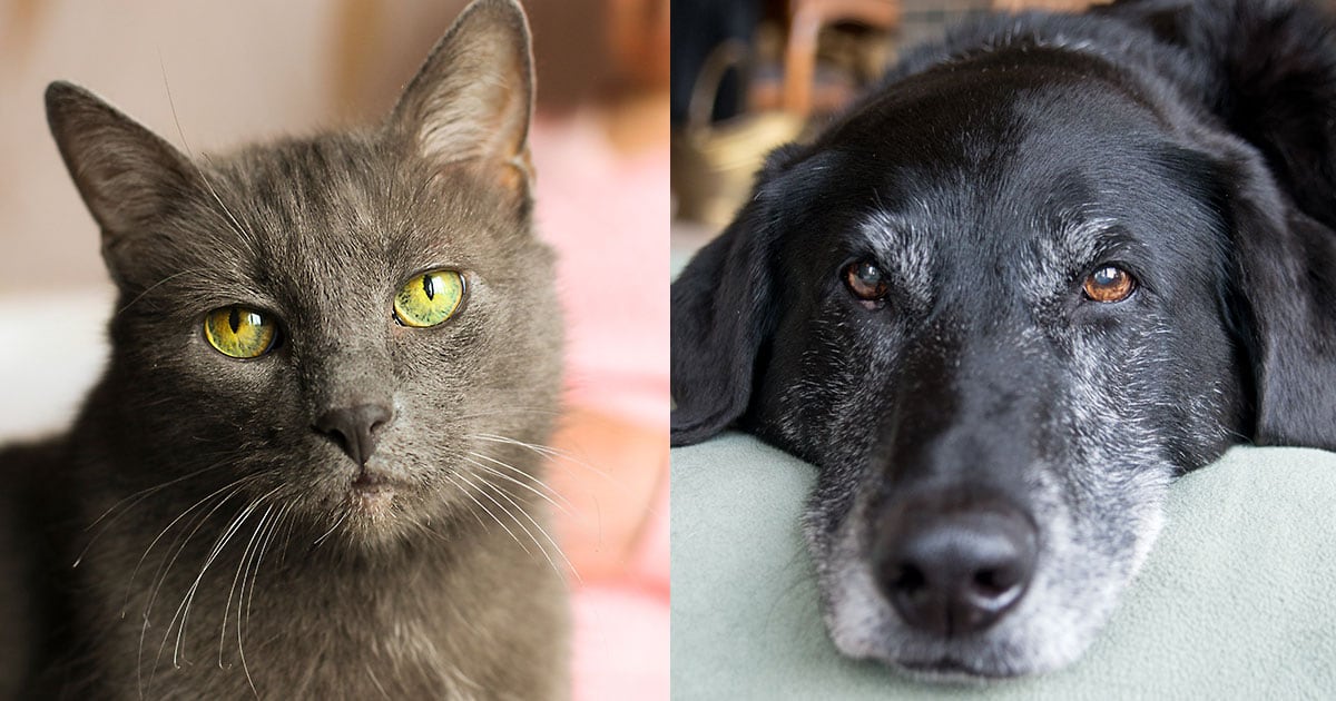 Image of a Senior Cat and Dog | Diamond Pet Foods
