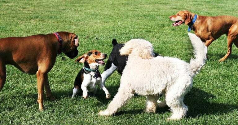 A group of dogs playing together in the grass on a sunny day.