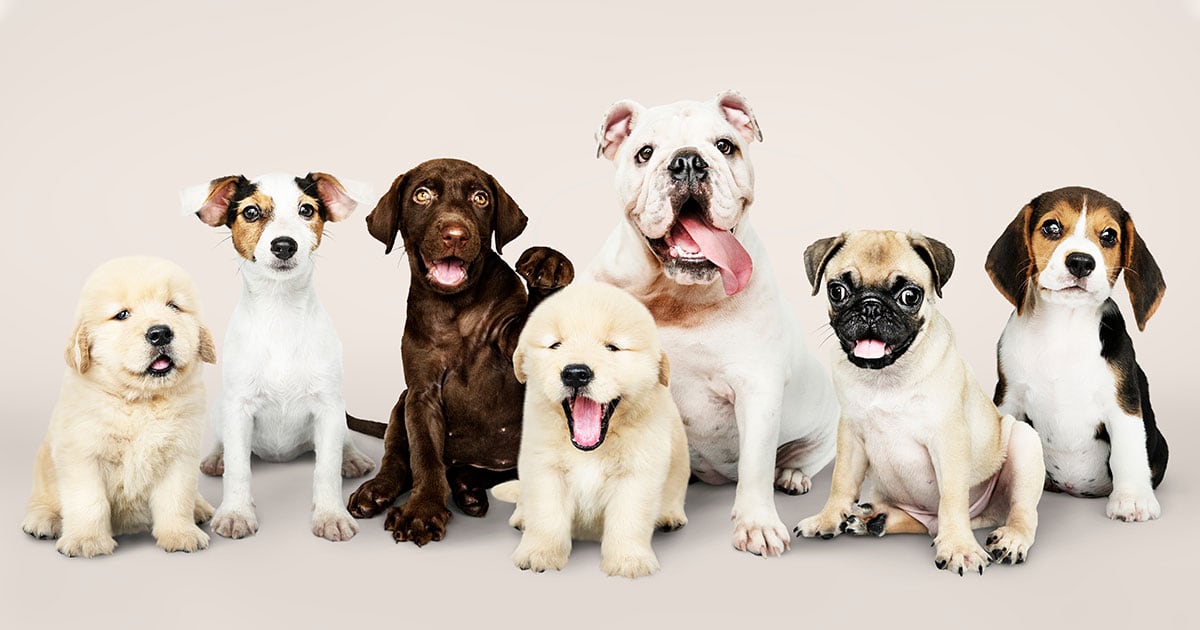 A group of seven puppies of various breeds sitting on the floor.