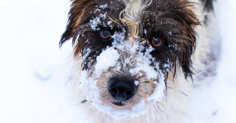 Schnoodle Dog Playing in the Snow | Diamond Pet Foods