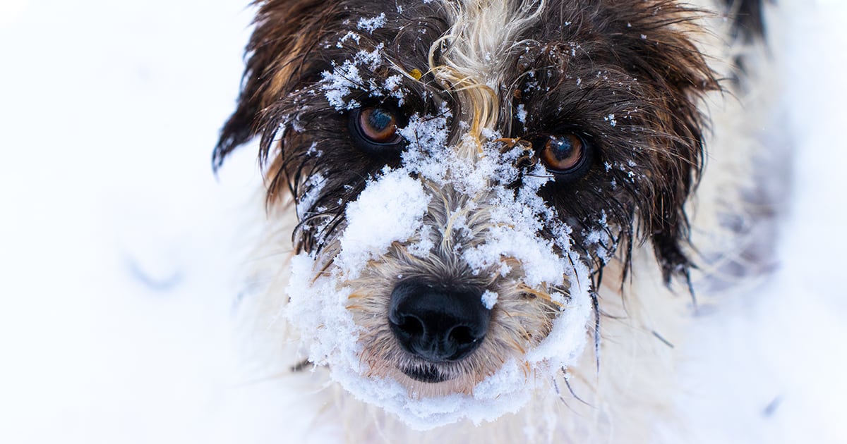 Schnoodle Dog Playing in the Snow | Diamond Pet Foods