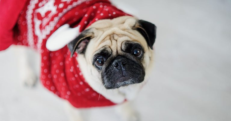 A pug wearing a Christmas sweater looking up at the camera.