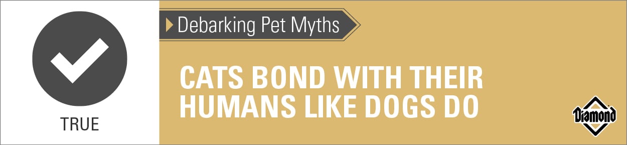 An interior graphic with text that reads, 'Debarking Pet Myths: Cats bond with their humans like dogs do — True'.