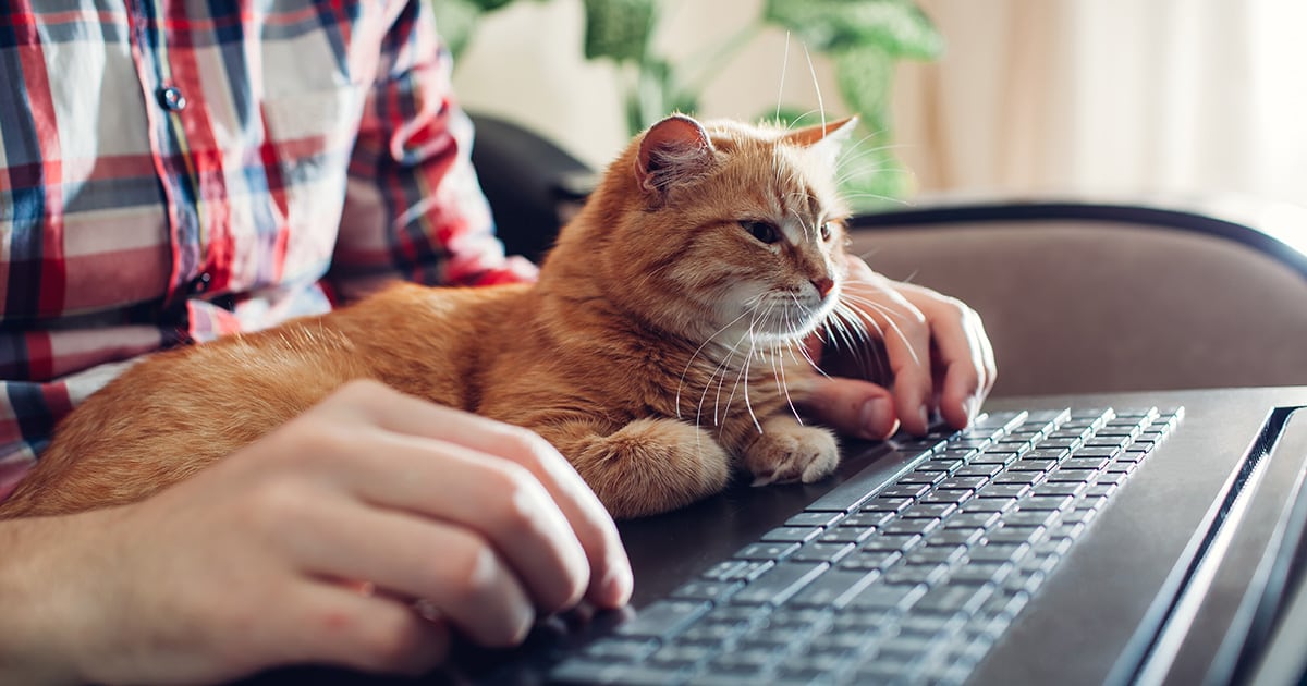 Orange Tabby Cat Lying on Its Owner's Laptop | Diamond Pet Foods