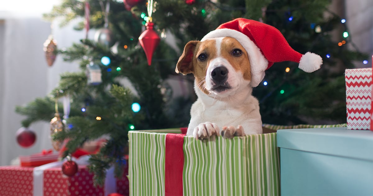 A dog sitting in a gift box wearing a Santa hat in front of a Christmas tree.