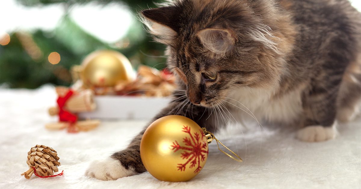 A cat playing with a Christmas tree ornament that's on the floor.