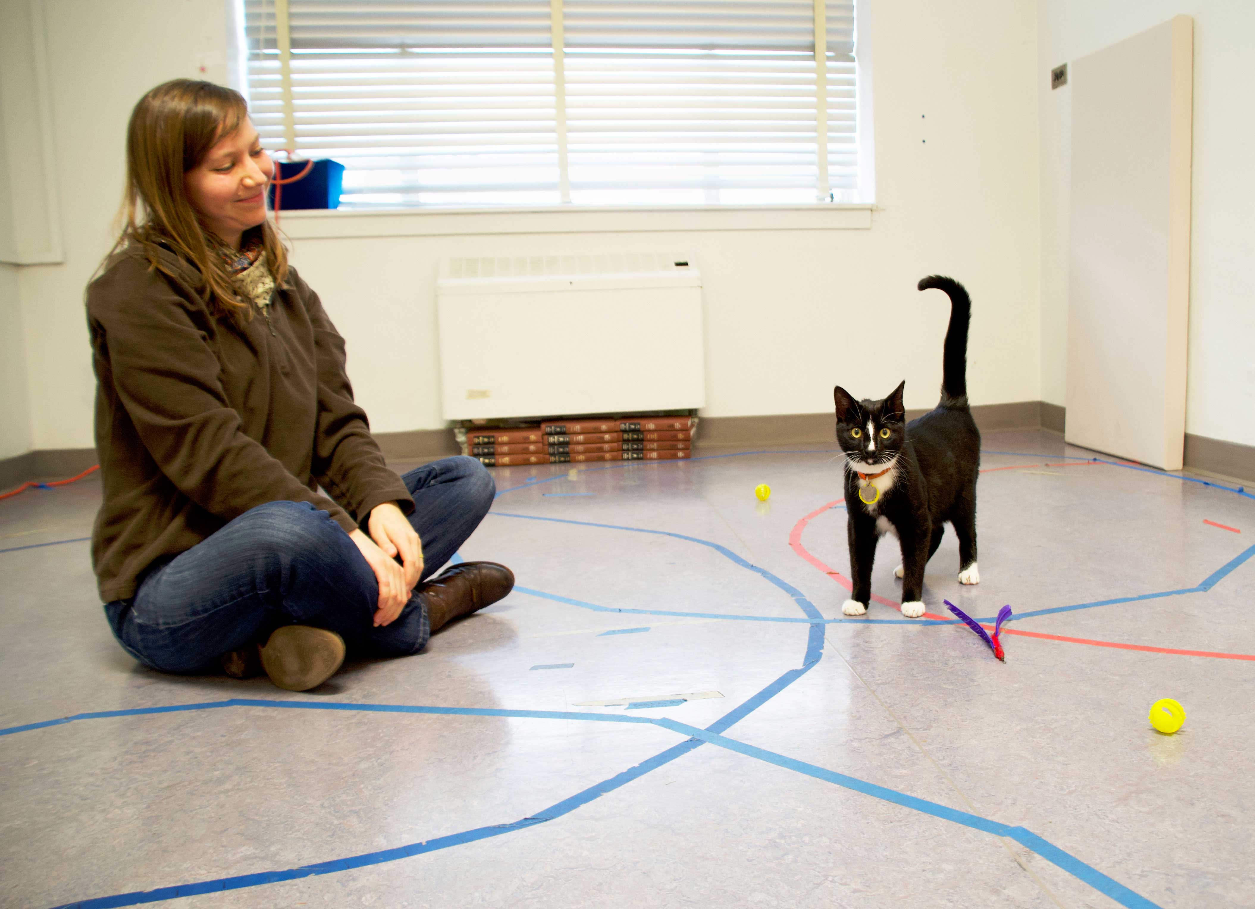A cat displaying secure attachment behavior while researcher Krystin Vitale sits next to the cat on the floor at the Human-Animal Interaction Lab at Oregon State University.