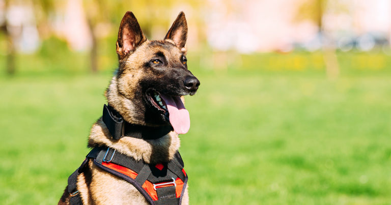A working dog sitting outside wearing a harness.