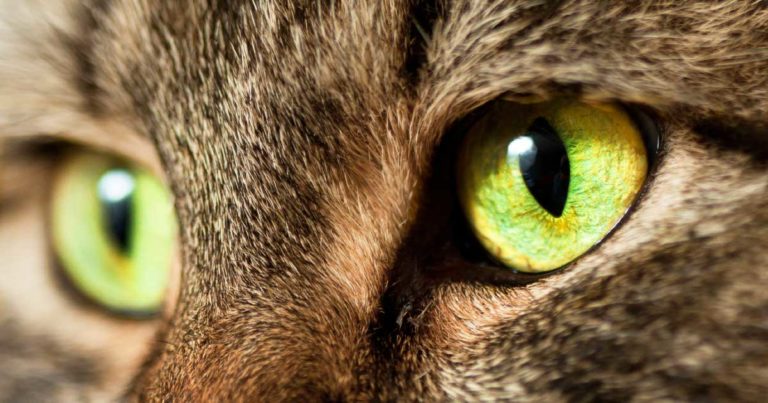 A close-up of a cat's green eyes.
