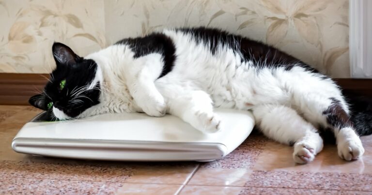 An overweight cat lying on a bathroom scale.