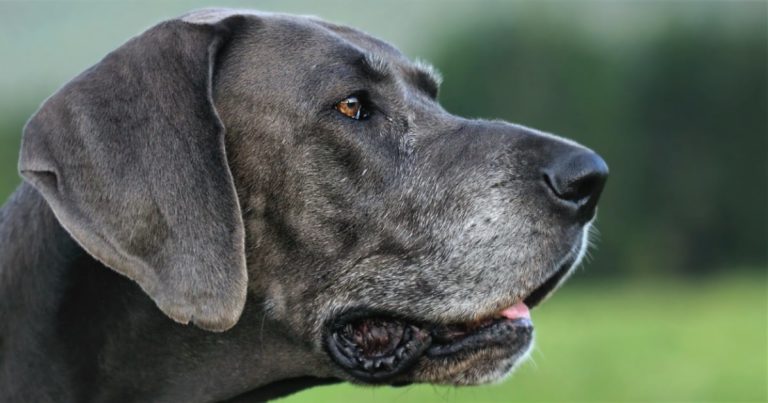 Does Your Dog Need a Senior Diet? | Diamond Pet Foods