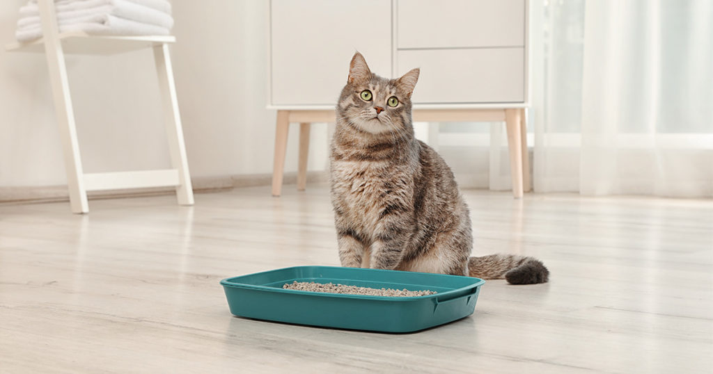 Getting to the Bottom of Litter Box Problems Diamond Pet Foods