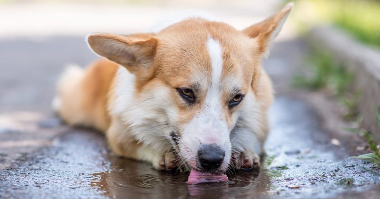 A dog lying in the road licking a liquid off of the pavement.