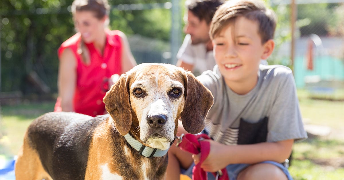 A family in the park with a boy holding his dog on a leash.