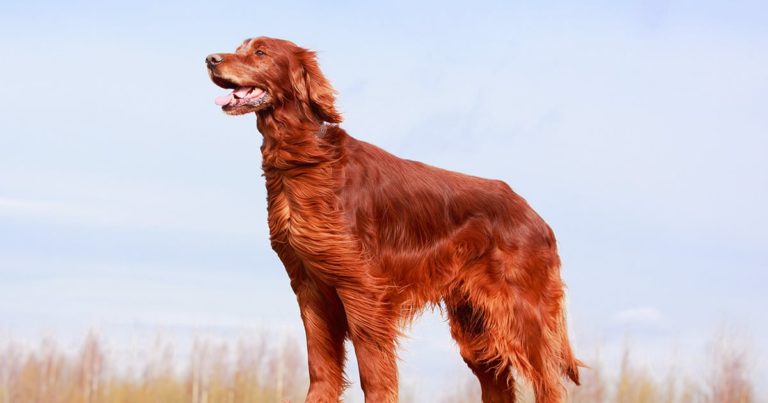 Dog With Shiny Fur Walking Outside | Diamond Pet Foods