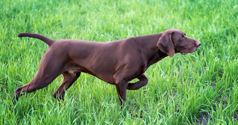 Fit Working Dog Walking Through Grass | Diamond Pet Foods
