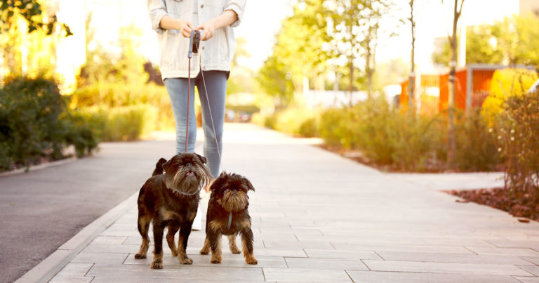 A person walking two dogs on leashes along the sidewalk of a neighborhood.